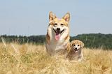 CORGI PEMBROKE 706